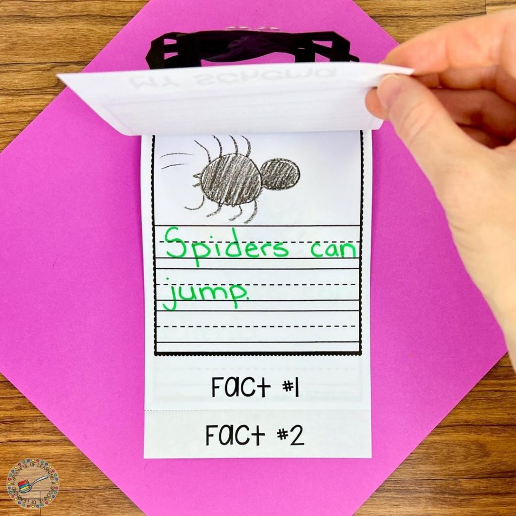 Fact one of a spider fact flip book