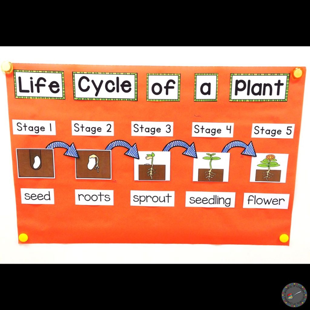 Life Cycle of a Plant anchor chart on orange paper