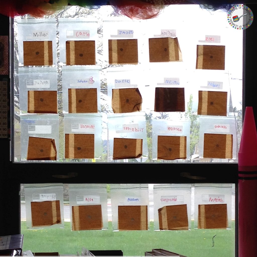 All student bean experiments taped in window