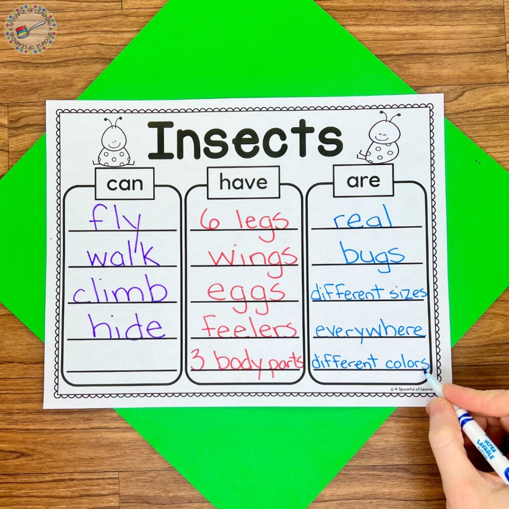 All about insects graphic organizer