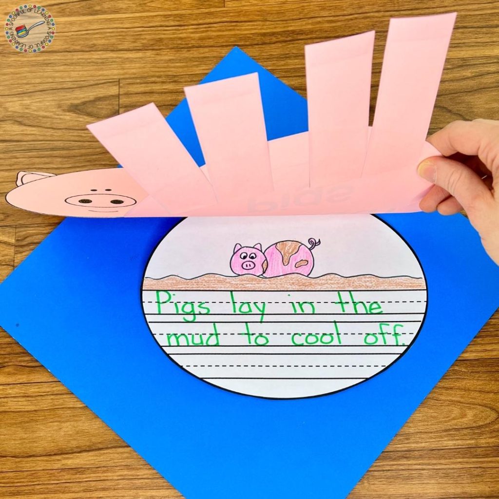 Sentence and illustration about pigs